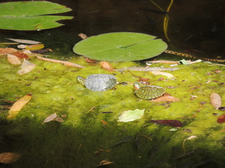 Filename=DSCN4024.JPG
Filesize=6112KiB
Dimensions=4608x3456
Date added=Sep 27, 2019 DSCN4024.JPG