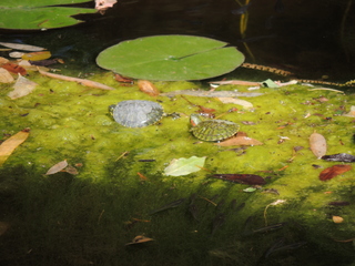 Filename=DSCN4027.JPG
Filesize=5864KiB
Dimensions=4608x3456
Date added=Sep 27, 2019 DSCN4027.JPG