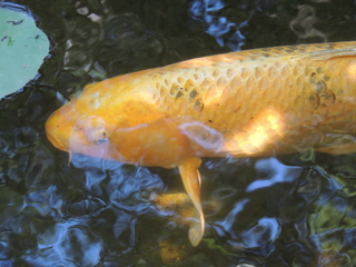 Filename=DSCN4031.JPG
Filesize=5755KiB
Dimensions=4608x3456
Date added=Sep 27, 2019 DSCN4031.JPG