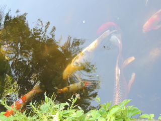 Filename=DSCN4033.JPG
Filesize=5668KiB
Dimensions=4608x3456
Date added=Sep 27, 2019 DSCN4033.JPG