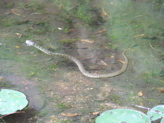 Filename=DSCN4036.JPG
Filesize=5768KiB
Dimensions=4608x3456
Date added=Sep 27, 2019 DSCN4036.JPG