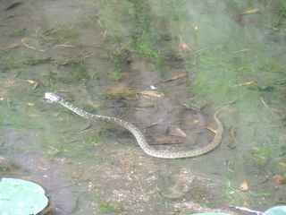 Filename=DSCN4037.JPG
Filesize=5703KiB
Dimensions=4608x3456
Date added=Sep 27, 2019 DSCN4037.JPG