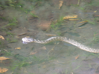 Filename=DSCN4039.JPG
Filesize=5740KiB
Dimensions=4608x3456
Date added=Sep 27, 2019 DSCN4039.JPG