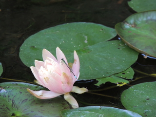 Filename=DSCN4041.JPG
Filesize=5706KiB
Dimensions=4608x3456
Date added=Sep 27, 2019 DSCN4041.JPG