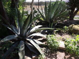 Filename=DSCN4067.JPG
Filesize=5612KiB
Dimensions=4608x3456
Date added=Sep 27, 2019 DSCN4067.JPG