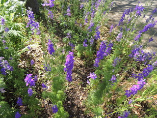 Filename=DSCN4074.JPG
Filesize=4973KiB
Dimensions=4608x3456
Date added=Sep 27, 2019 DSCN4074.JPG