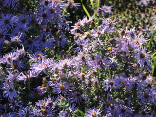 Filename=DSCN4867.JPG
Filesize=6345KiB
Dimensions=4608x3456
Date added=Sep 26, 2019 DSCN4867.JPG