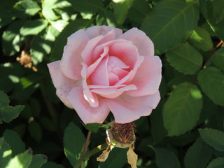 Filename=DSCN4869.JPG
Filesize=5380KiB
Dimensions=4608x3456
Date added=Sep 26, 2019 DSCN4869.JPG