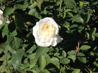 Filename=DSCN4878.JPG
Filesize=5588KiB
Dimensions=4608x3456
Date added=Sep 26, 2019 DSCN4878.JPG