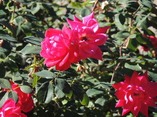 Filename=DSCN4879.JPG
Filesize=5907KiB
Dimensions=4608x3456
Date added=Sep 26, 2019 DSCN4879.JPG