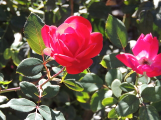 Filename=DSCN4880.JPG
Filesize=5813KiB
Dimensions=4608x3456
Date added=Sep 26, 2019 DSCN4880.JPG