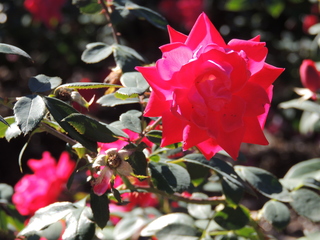 Filename=DSCN4881.JPG
Filesize=5576KiB
Dimensions=4608x3456
Date added=Sep 26, 2019 DSCN4881.JPG