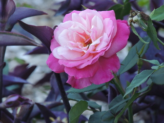 Filename=DSCN4890.JPG
Filesize=5750KiB
Dimensions=4608x3456
Date added=Sep 26, 2019 DSCN4890.JPG