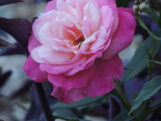 Filename=DSCN4891.JPG
Filesize=5612KiB
Dimensions=4608x3456
Date added=Sep 26, 2019 DSCN4891.JPG