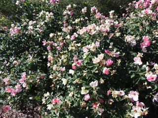 Filename=DSCN4896.JPG
Filesize=5186KiB
Dimensions=4608x3456
Date added=Sep 26, 2019 DSCN4896.JPG