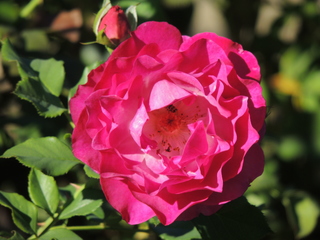 Filename=DSCN4899.JPG
Filesize=5679KiB
Dimensions=4608x3456
Date added=Sep 26, 2019 DSCN4899.JPG