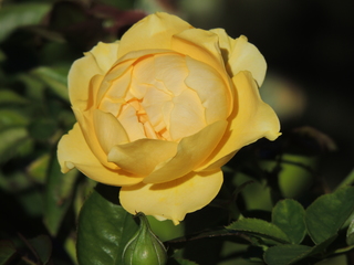 Filename=DSCN4900.JPG
Filesize=5358KiB
Dimensions=4608x3456
Date added=Sep 26, 2019 DSCN4900.JPG