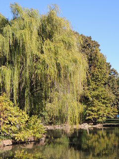 Filename=DSCN4909.JPG
Filesize=5558KiB
Dimensions=3456x4608
Date added=Sep 26, 2019 DSCN4909.JPG