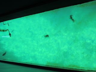 Filename=DSCN5255.JPG
Filesize=4780KiB
Dimensions=4608x3456
Date added=Sep 26, 2019 DSCN5255.JPG