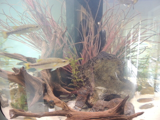 Filename=DSCN5267.JPG
Filesize=5154KiB
Dimensions=4608x3456
Date added=Sep 26, 2019 DSCN5267.JPG