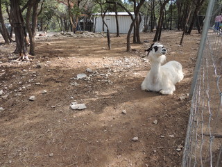 Filename=DSCN5279.JPG
Filesize=4994KiB
Dimensions=4608x3456
Date added=Sep 26, 2019 DSCN5279.JPG