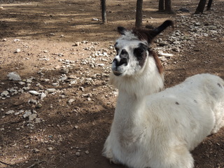 Filename=DSCN5280.JPG
Filesize=5605KiB
Dimensions=4608x3456
Date added=Sep 26, 2019 DSCN5280.JPG