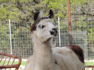 Filename=DSCN5283.JPG
Filesize=5940KiB
Dimensions=4608x3456
Date added=Sep 26, 2019 DSCN5283.JPG