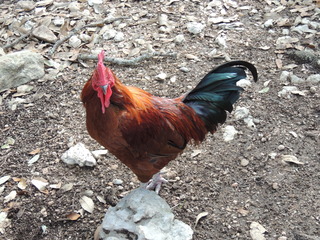 Filename=DSCN5285.JPG
Filesize=5850KiB
Dimensions=4608x3456
Date added=Sep 26, 2019 DSCN5285.JPG