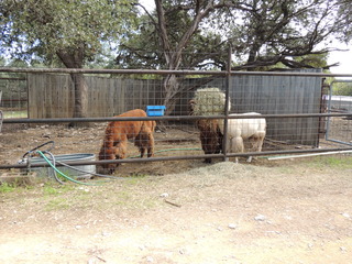 Filename=DSCN5290.JPG
Filesize=5299KiB
Dimensions=4608x3456
Date added=Sep 26, 2019 DSCN5290.JPG