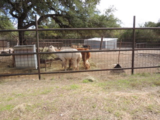 Filename=DSCN5292.JPG
Filesize=5241KiB
Dimensions=4608x3456
Date added=Sep 26, 2019 DSCN5292.JPG