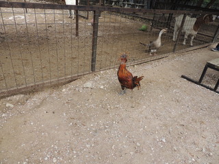 Filename=DSCN5296.JPG
Filesize=5149KiB
Dimensions=4608x3456
Date added=Sep 26, 2019 DSCN5296.JPG