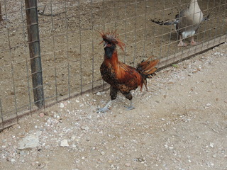 Filename=DSCN5298.JPG
Filesize=5903KiB
Dimensions=4608x3456
Date added=Sep 26, 2019 DSCN5298.JPG