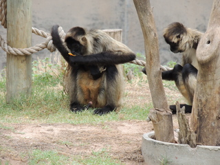 Filename=DSCN6291.JPG
Filesize=6177KiB
Dimensions=4608x3456
Date added=Sep 27, 2019 DSCN6291.JPG