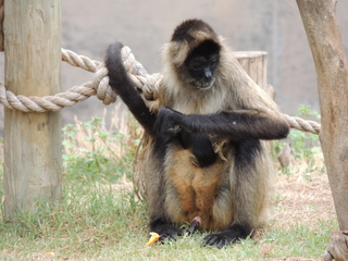 Filename=DSCN6292.JPG
Filesize=5888KiB
Dimensions=4608x3456
Date added=Sep 27, 2019 DSCN6292.JPG