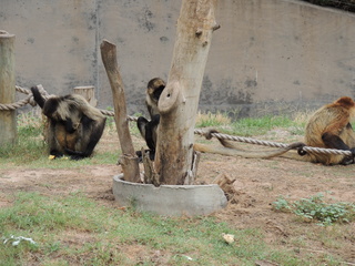 Filename=DSCN6294.JPG
Filesize=6281KiB
Dimensions=4608x3456
Date added=Sep 27, 2019 DSCN6294.JPG