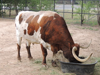 Filename=DSCN6295.JPG
Filesize=5786KiB
Dimensions=4608x3456
Date added=Sep 27, 2019 DSCN6295.JPG