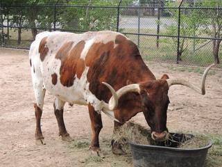 Filename=DSCN6296.JPG
Filesize=5804KiB
Dimensions=4608x3456
Date added=Sep 27, 2019 DSCN6296.JPG