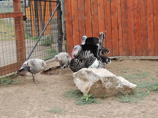 Filename=DSCN6297.JPG
Filesize=6142KiB
Dimensions=4608x3456
Date added=Sep 27, 2019 DSCN6297.JPG