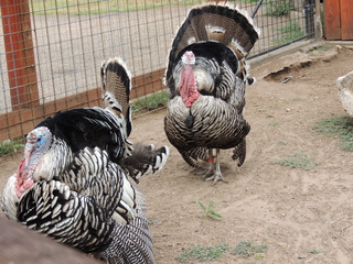 Filename=DSCN6300.JPG
Filesize=6182KiB
Dimensions=4608x3456
Date added=Sep 27, 2019 DSCN6300.JPG