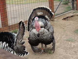 Filename=DSCN6301.JPG
Filesize=6201KiB
Dimensions=4608x3456
Date added=Sep 27, 2019 DSCN6301.JPG