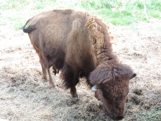 Filename=DSCN6303.JPG
Filesize=6046KiB
Dimensions=4608x3456
Date added=Sep 27, 2019 DSCN6303.JPG