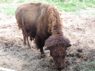 Filename=DSCN6304.JPG
Filesize=5649KiB
Dimensions=4608x3456
Date added=Sep 27, 2019 DSCN6304.JPG