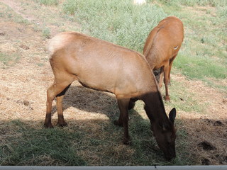 Filename=DSCN6306.JPG
Filesize=5540KiB
Dimensions=4608x3456
Date added=Sep 27, 2019 DSCN6306.JPG