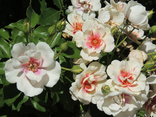 Filename=DSCN6311.JPG
Filesize=5660KiB
Dimensions=4608x3456
Date added=Sep 27, 2019 DSCN6311.JPG