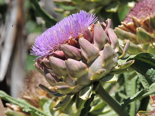 Filename=DSCN6313.JPG
Filesize=5882KiB
Dimensions=4608x3456
Date added=Sep 27, 2019 DSCN6313.JPG