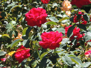 Filename=DSCN6314.JPG
Filesize=6072KiB
Dimensions=4608x3456
Date added=Sep 27, 2019 DSCN6314.JPG