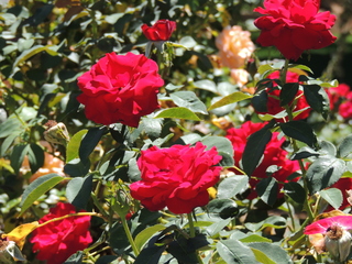 Filename=DSCN6315.JPG
Filesize=5896KiB
Dimensions=4608x3456
Date added=Sep 27, 2019 DSCN6315.JPG