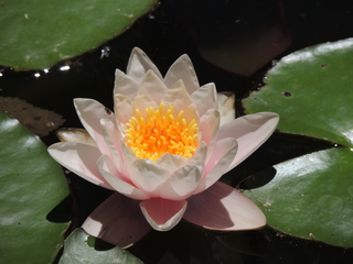 Filename=DSCN6320.JPG
Filesize=5379KiB
Dimensions=4608x3456
Date added=Sep 27, 2019 DSCN6320.JPG