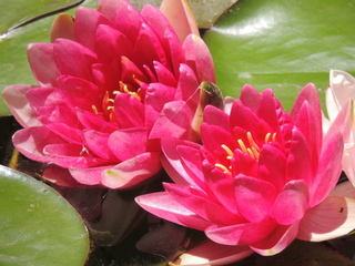 Filename=DSCN6322.JPG
Filesize=5959KiB
Dimensions=4608x3456
Date added=Sep 27, 2019 DSCN6322.JPG