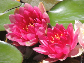 Filename=DSCN6323.JPG
Filesize=5797KiB
Dimensions=4608x3456
Date added=Sep 27, 2019 DSCN6323.JPG